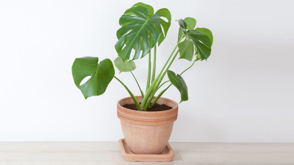 MONSTERA ADASONII برگ انجيري