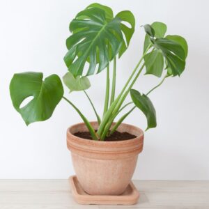 MONSTERA ADASONII برگ انجيري