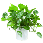 فروش پتوس - پتوس ابلغ و پتوس ارتشی در اصفهان - Petus plant