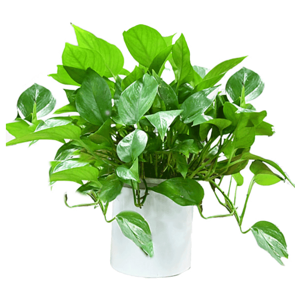 فروش پتوس - پتوس ابلغ و پتوس ارتشی در اصفهان - Petus plant