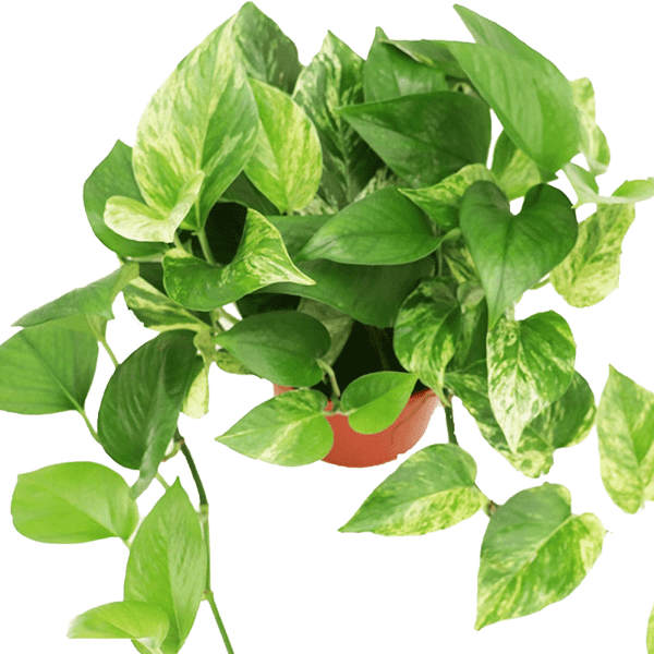 فروش پتوس - پتوس ابلغ و پتوس ارتشی در اصفهان - Petus plant