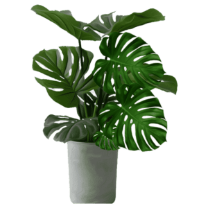 Monstera deliciosa