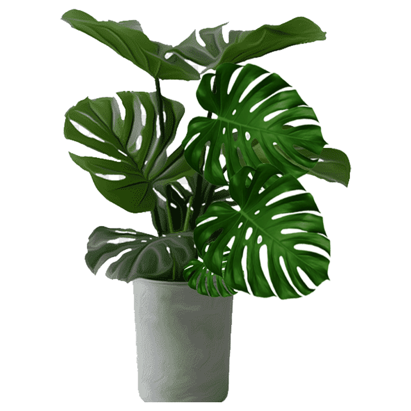 Monstera deliciosa