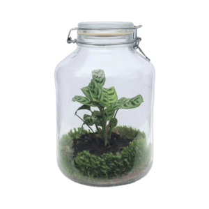 terrarium