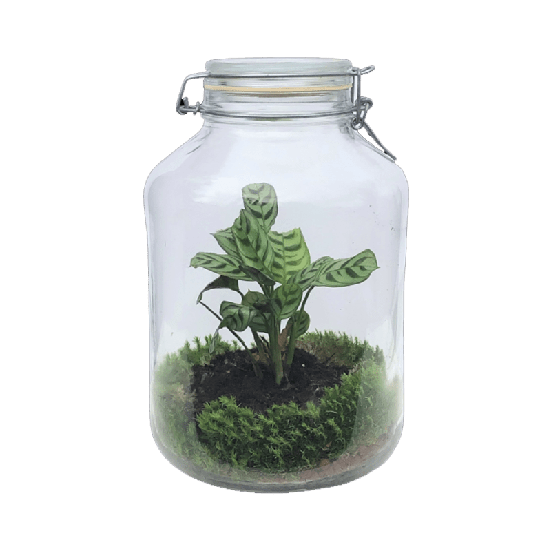 terrarium