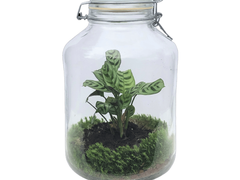 terrarium